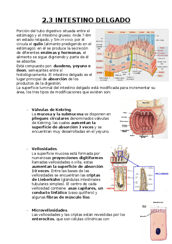 Miniatura del documento Intestino delgado.docx
