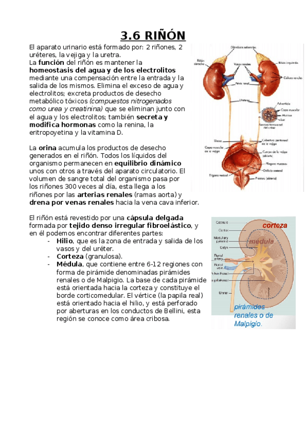 Miniatura del documento Riñón.docx