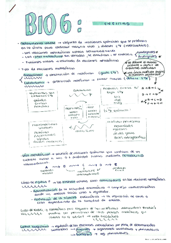 Miniatura del documento Enzimas.pdf