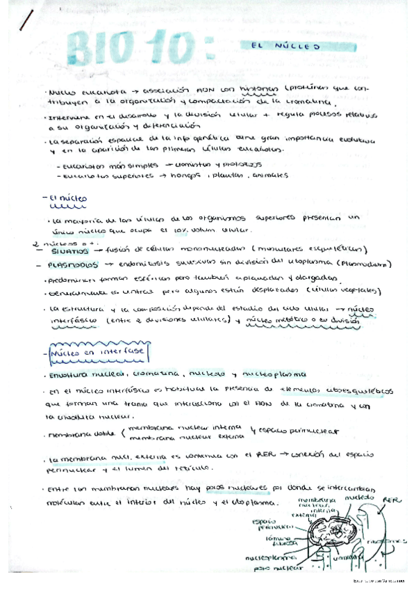 Miniatura del documento Nucleo-celular.pdf