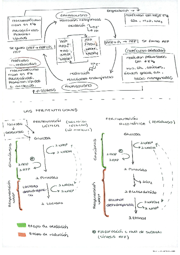 Miniatura del documento Esquemas-metabolismo.pdf
