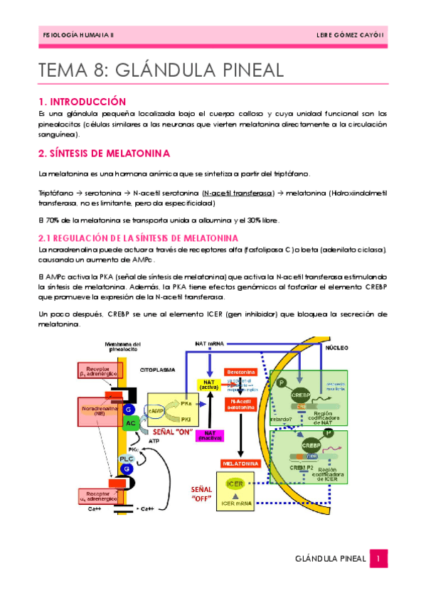 Miniatura del documento 08GLANDULA-PINEAL.pdf