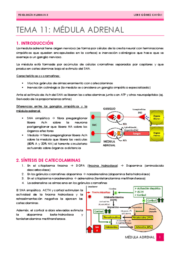 Miniatura del documento 11MEDULA-ADRENAL.pdf