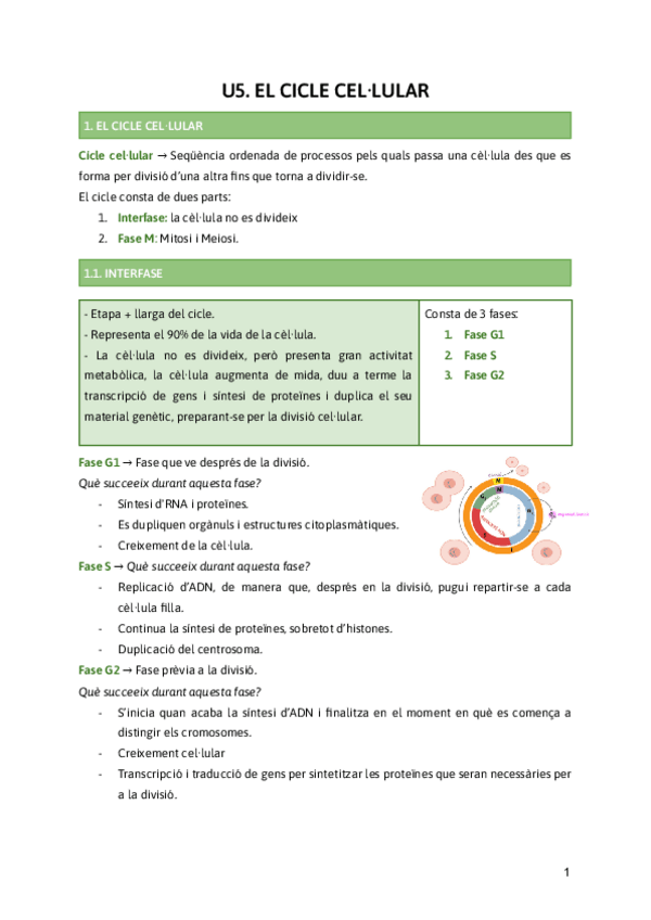 Miniatura del documento U5.-El-Cicle-Cellular.pdf