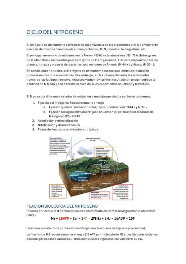 Miniatura del documento TEMA-11.-CICLO-DEL-NITROGENO.pdf
