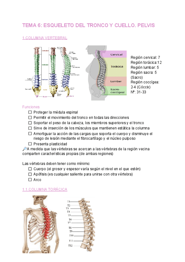 Miniatura del documento TEMA-6-ANATOMIA.pdf