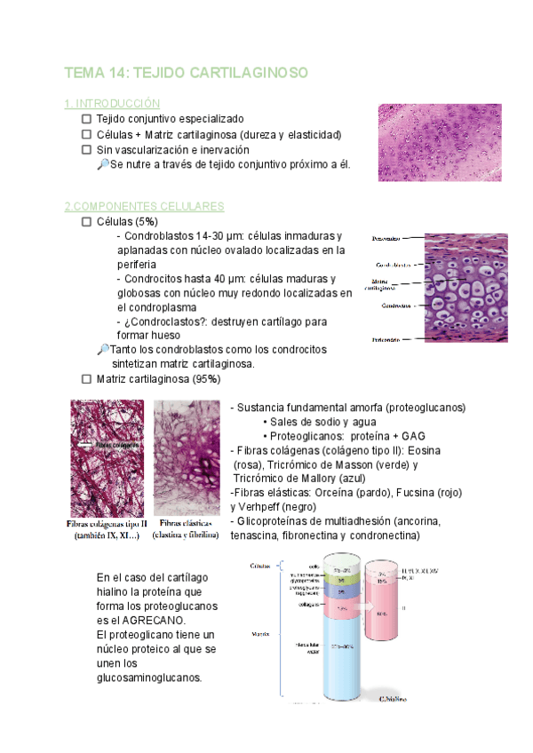 Miniatura del documento TEMA-14-BIOLOGIA.pdf