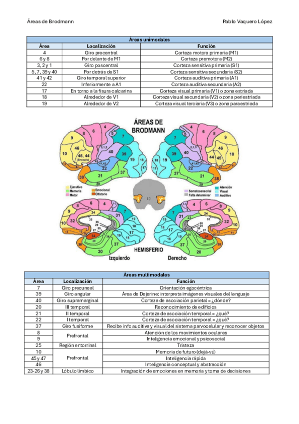 Miniatura del documento Areas-de-Brodmann.pdf