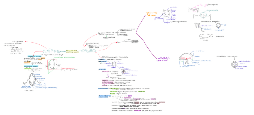 Miniatura del documento Tema-9-animales-con-simetria-radial.pdf