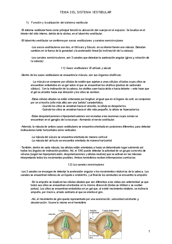 Miniatura del documento T3-Sistema-vestibular.pdf