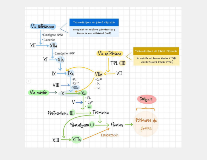 Miniatura del documento esquema-cascada-coagulacion.pdf