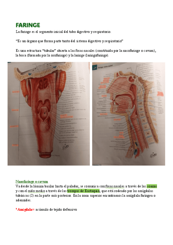 Miniatura del documento 11.-Faringe.pdf