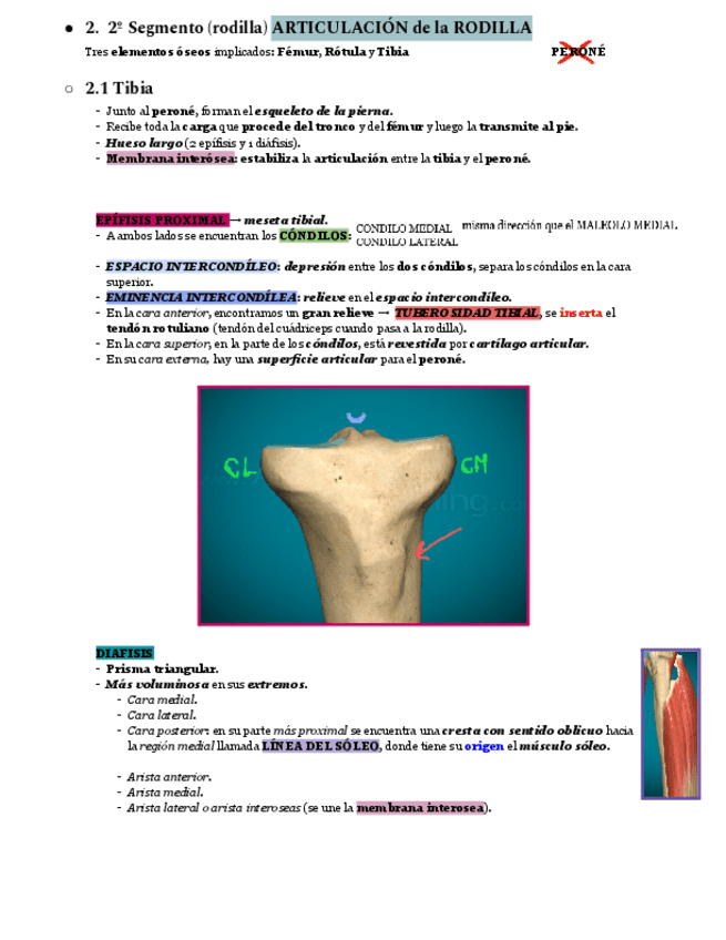 Miniatura del documento Anatomía Humana I - Extremidad Inferior.pdf