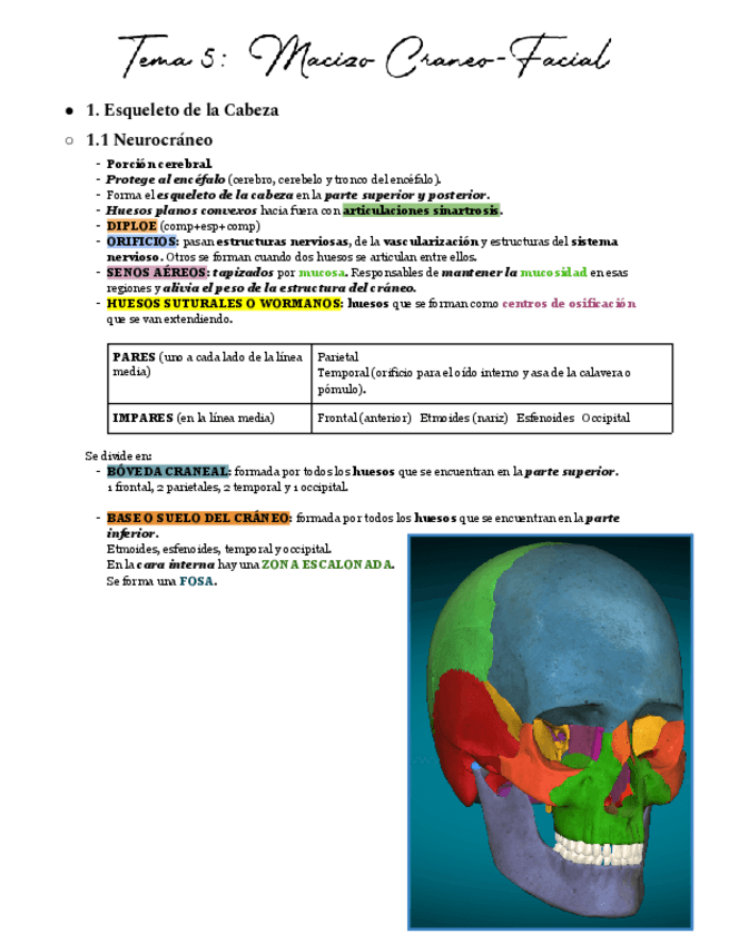 Miniatura del documento Anatomía Humana I - Macizo Craneo Facial.pdf