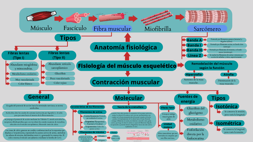 Miniatura del documento ORGANIZADOR-VISUAL-SEMANA-2removed.pdf