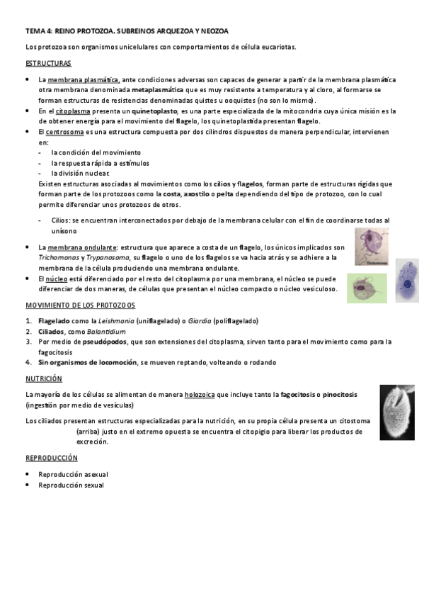 Miniatura del documento TEMA-4.-REINO-PROTOZOA.-SUBREINOS-ARQUEZOA-Y-NEZOA.pdf