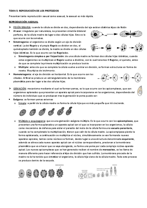 Miniatura del documento TEMA-5.-REPRODUCCION-DE-LOS-PROTOZOOS.pdf