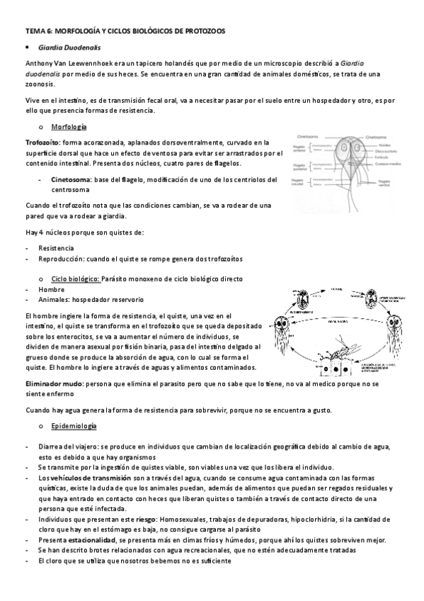 Miniatura del documento TEMA-6.-MORFOLOGIA-Y-CICLOS-BIOLOGICOS-DE-PROTOZOOS.pdf