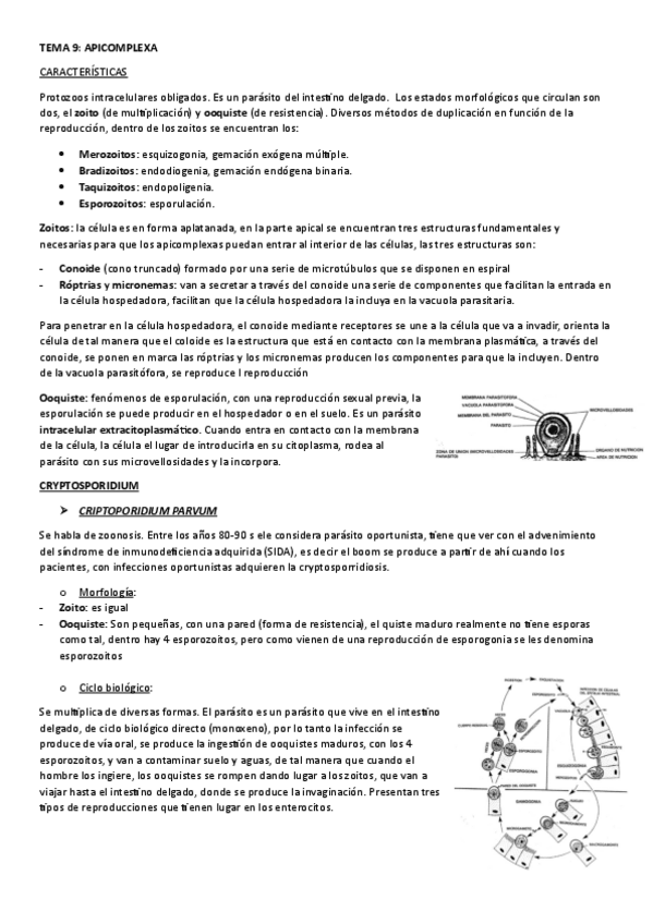Miniatura del documento TEMA-9.-APICOMPLEXA.pdf