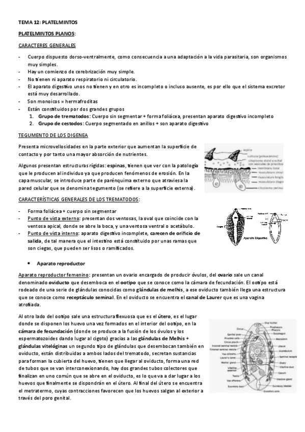 Miniatura del documento TEMA-12.-PLATELMINTOS.pdf