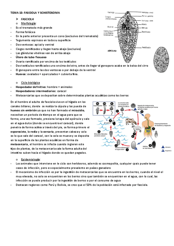 Miniatura del documento TEMA-13.-FASCIOLA-Y-SCHISTOSOMA.pdf