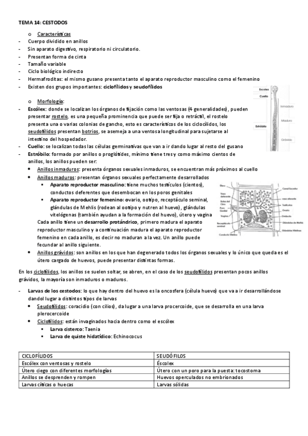 Miniatura del documento TEMA-14.-CESTODOS.pdf