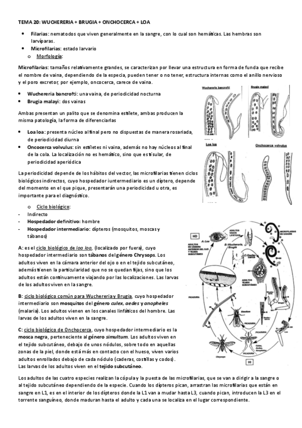 Miniatura del documento TEMA-20.-WUCHERERIA--BRUGIA--ONCHOCERCA--LOA.pdf