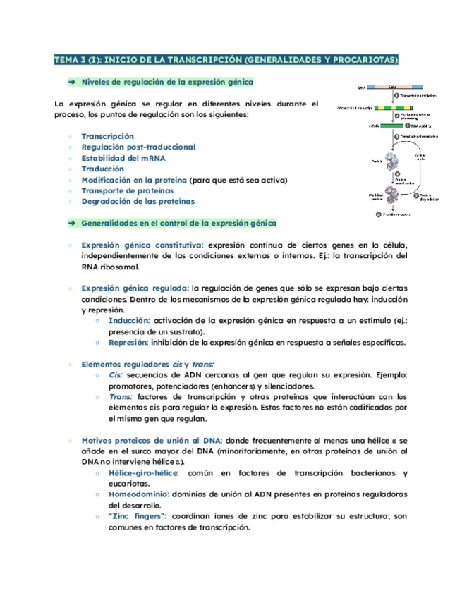 Miniatura del documento TEMA-3-INICIO-DE-LA-TRANSCRIPCION-curso-24-25.pdf