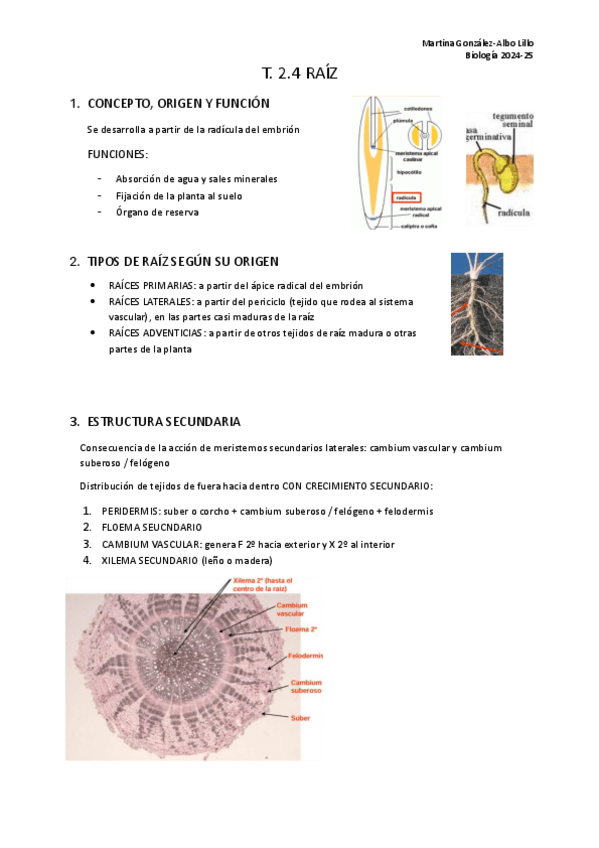 Miniatura del documento T.2.4-Raiz..pdf