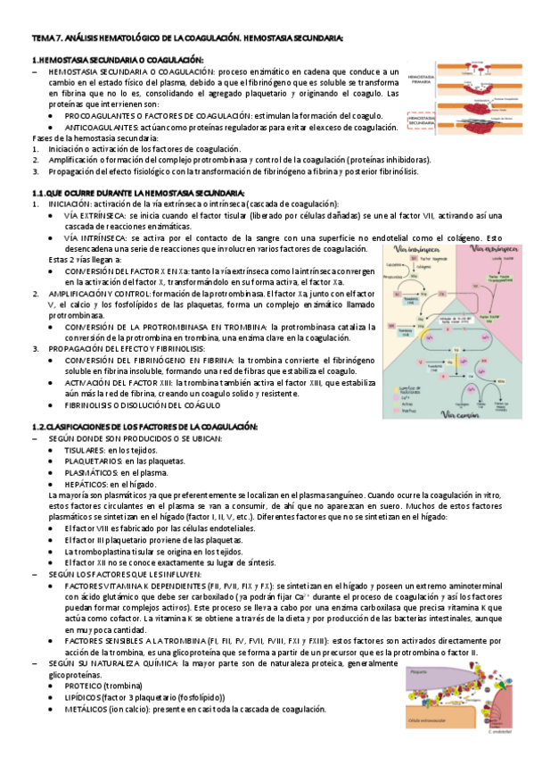 Miniatura del documento TEMA-7-HEMATOLOGIA.pdf