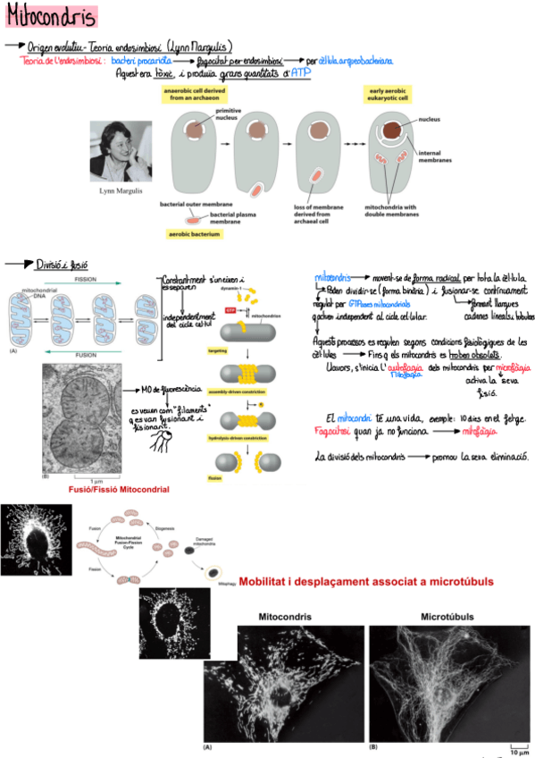 Miniatura del documento MITOCONDRIS.pdf
