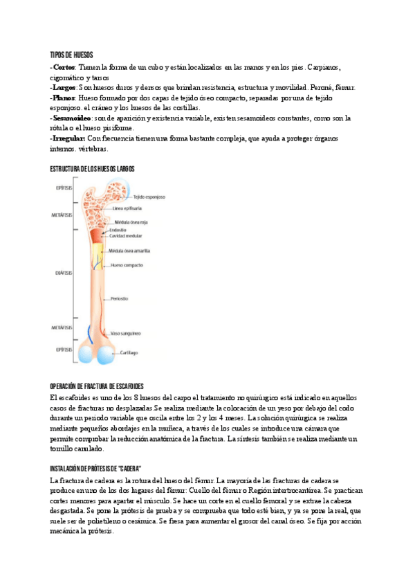 Miniatura del documento tipos-de-huesos-y-articulaciones.pdf
