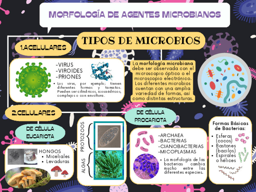 Miniatura del documento ORGANIZADOR-VISUAL-MICROBIOLOGIA-1.pdf
