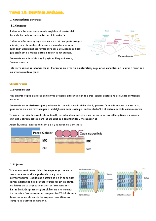 Miniatura del documento Tema 19  FAMILIA ARCHAEA.pdf
