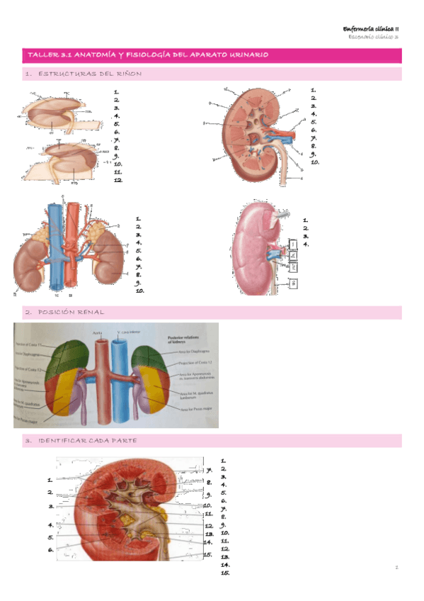 Miniatura del documento Escenario-3-4-TALLER-3.1-ANATOMIA-Y-FISIOLOGIA-DEL-APARATO-URINARIO.pdf