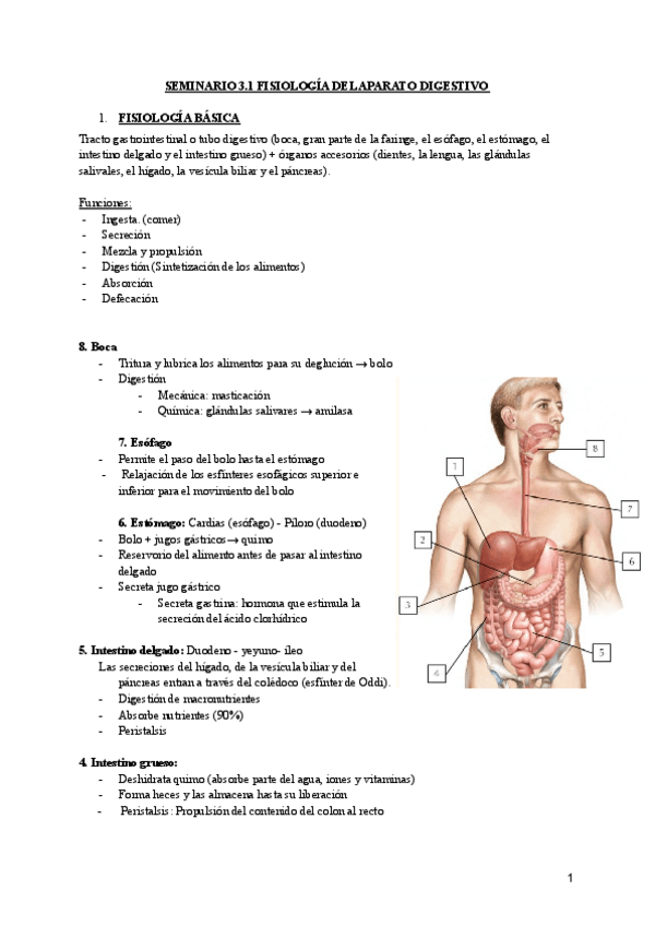 Miniatura del documento Escenario-3-3-Seminario-3.1-Fisiologia-del-aparato-digestivo.pdf