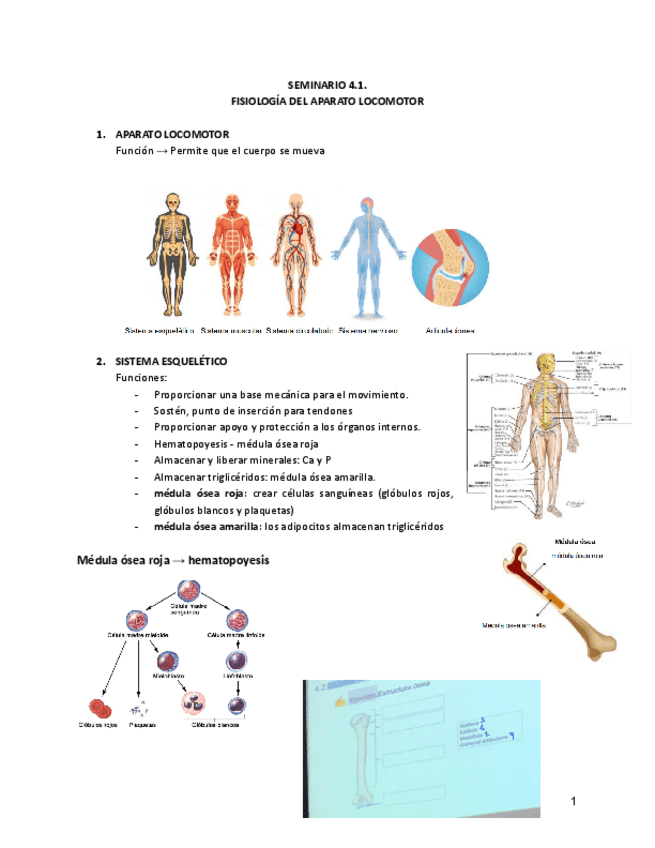 Miniatura del documento Escenario-4-3-Seminario-4.1-Fisiologia-del-aparato-locomotor.pdf