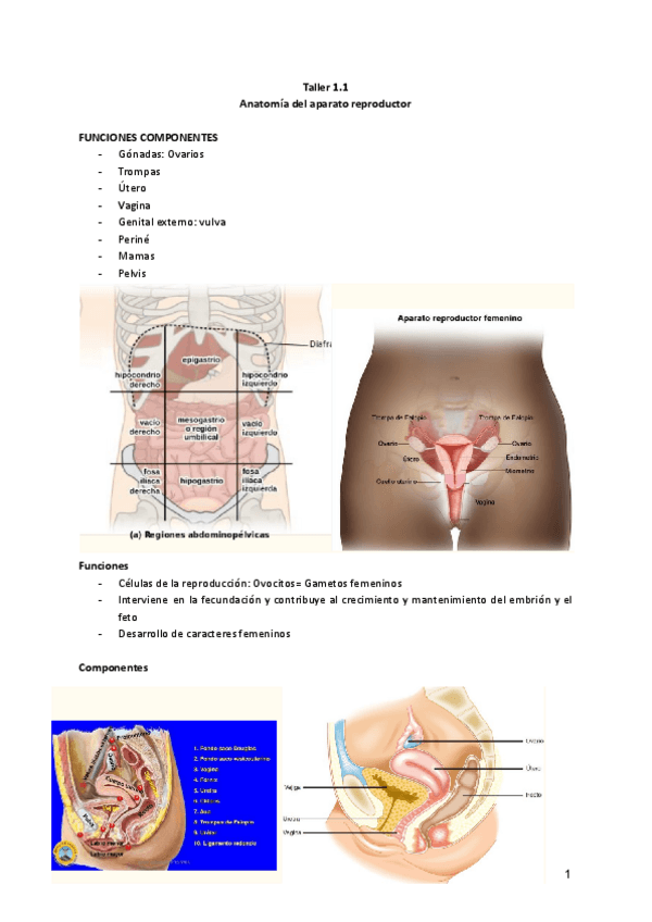 Miniatura del documento Escenario-1-Taller-1.1-Anatomia-del-aparato-reproductor-Enf-Mujer.pdf
