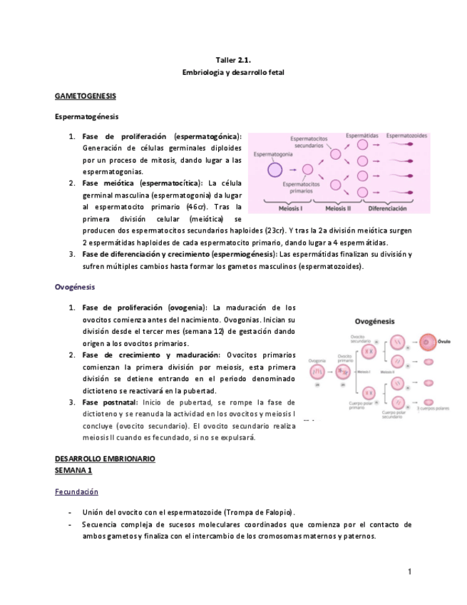Miniatura del documento Escenario-2-Taller-2.1-Embriologia-y-desarrollo-fetal.pdf