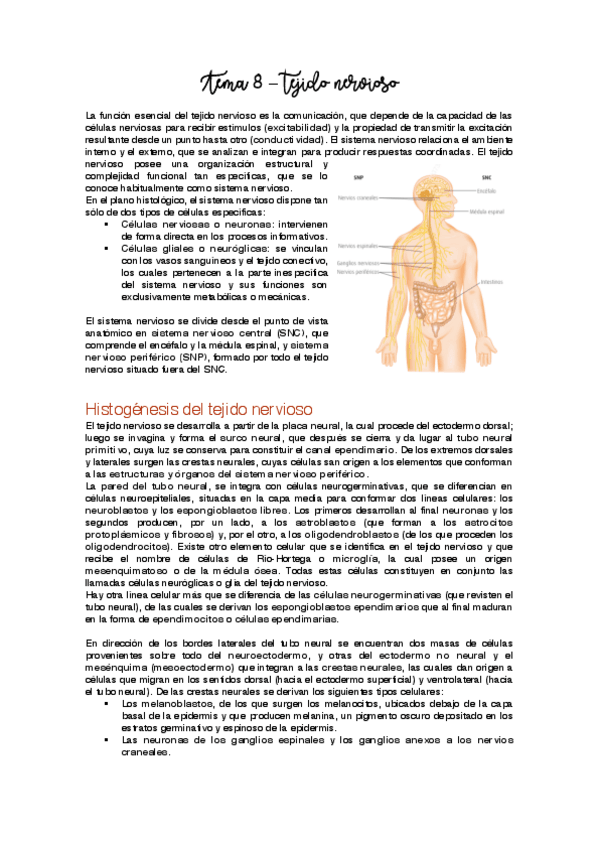 Miniatura del documento Tema 8 - Tejido nervioso.pdf