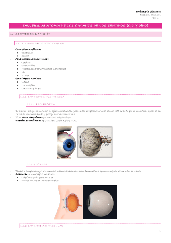 Miniatura del documento Escenario-1-9-Taller-1.-Anatomia-de-los-organos-de-los-sentidos-ojo-y-oido.pdf