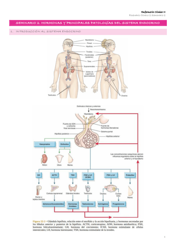 Miniatura del documento Escenario-2-4-Seminario-2.-Hormonas-y-principales-patologias-del-sistema-endocrino.pdf