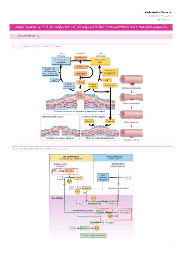 Miniatura del documento Escenario-2-9-Seminario-6.-Fisiologia-de-la-coagulacion-y-trastornos-hemorragicos.pdf