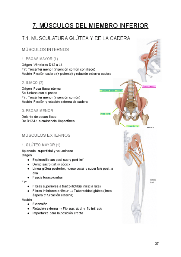Miniatura del documento Tema-7.-Musculos-miembrio-inferior.pdf