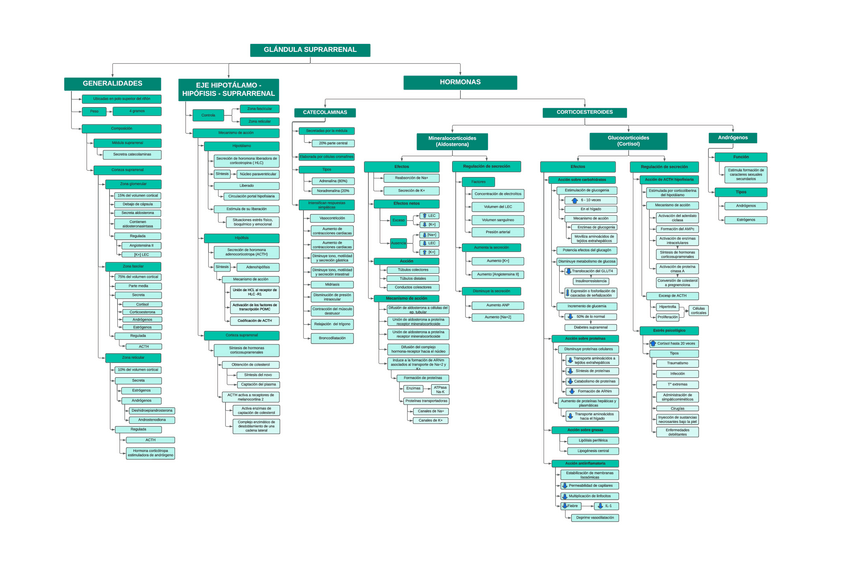 Miniatura del documento OV-SEMANA-12Gl.-Suprarrenal-y-tiroides.pdf