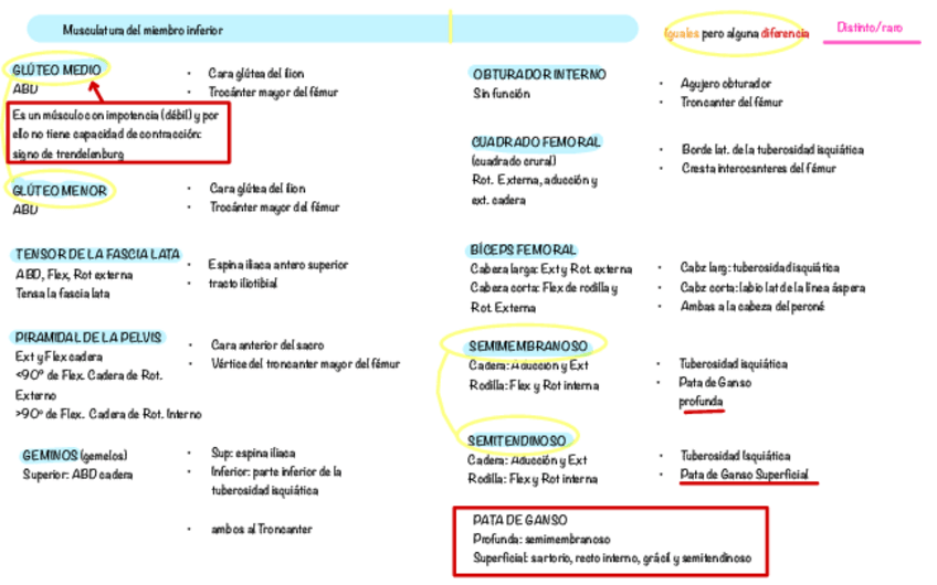 Miniatura del documento Musculatura-Pierna.pdf