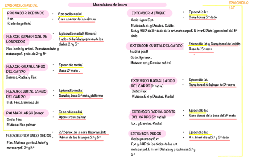 Miniatura del documento MUSCULATURA-BRAZO-Y-MANO.pdf