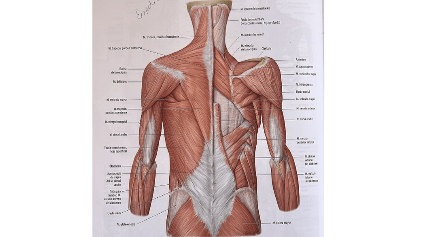 Miniatura del documento Practica-2.-Anataomia.pdf