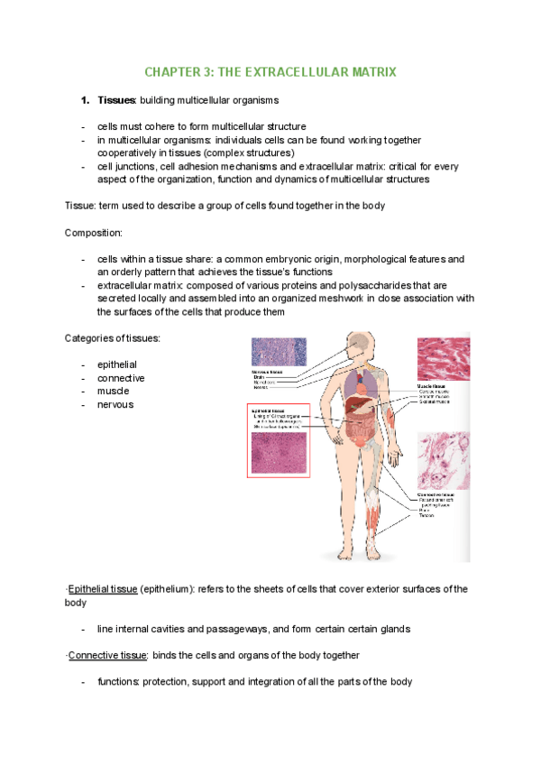 Miniatura del documento CHAPTER-3-THE-EXTRACELLULAR-MATRIX.pdf