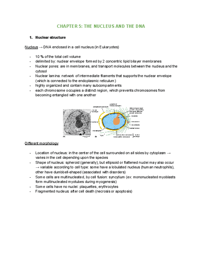 Miniatura del documento CHAPTER-5-THE-NUCLEUS-AND-THE-DNA.pdf